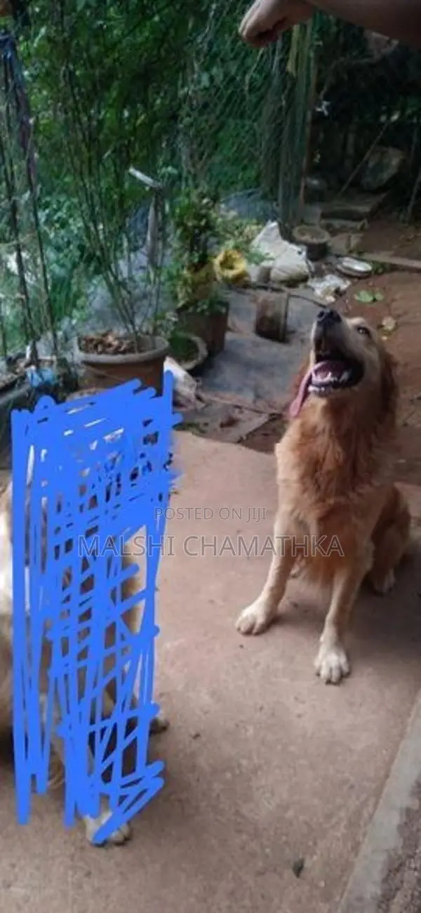 Golden Retriever