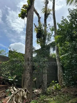 Sale Of Teak Trees