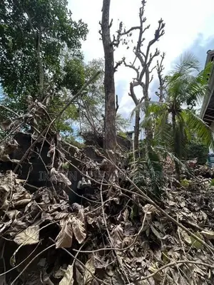 Sale Of Teak Trees