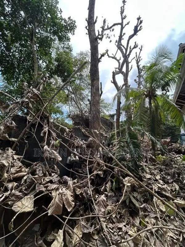 Sale Of Teak Trees