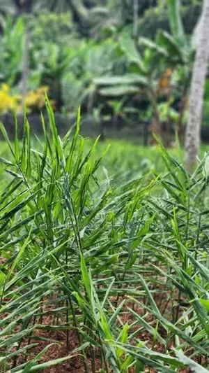චීන ඉගුරු