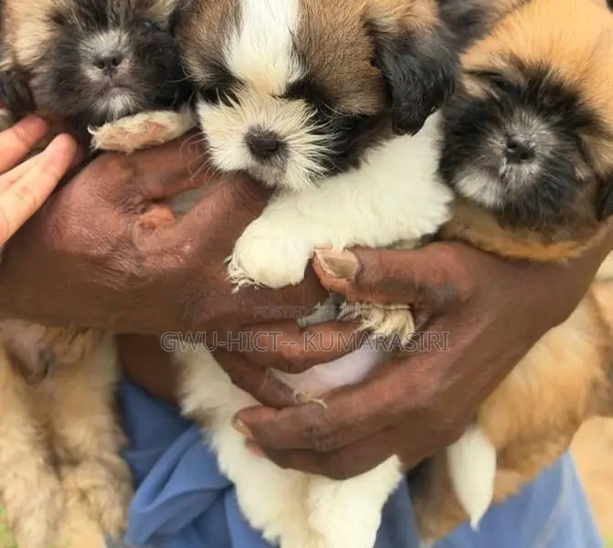 Shih Tzu Puppies