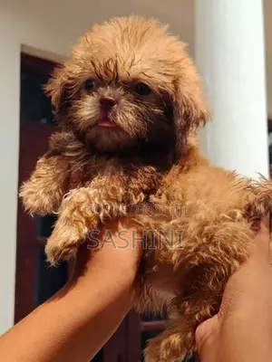 Shizshu Puppy