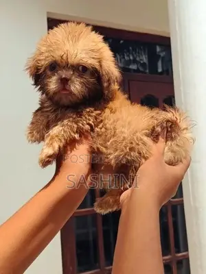 Shizshu Puppy