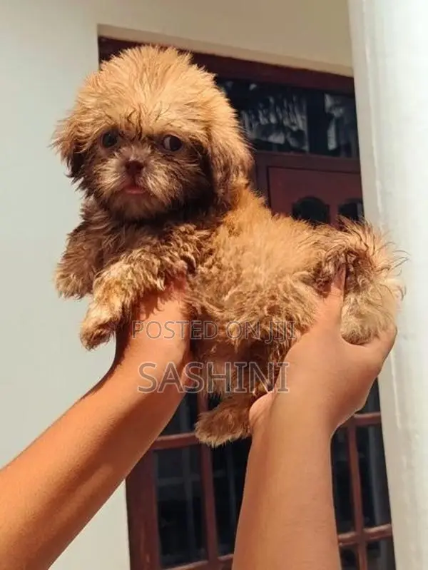 Shizshu Puppy