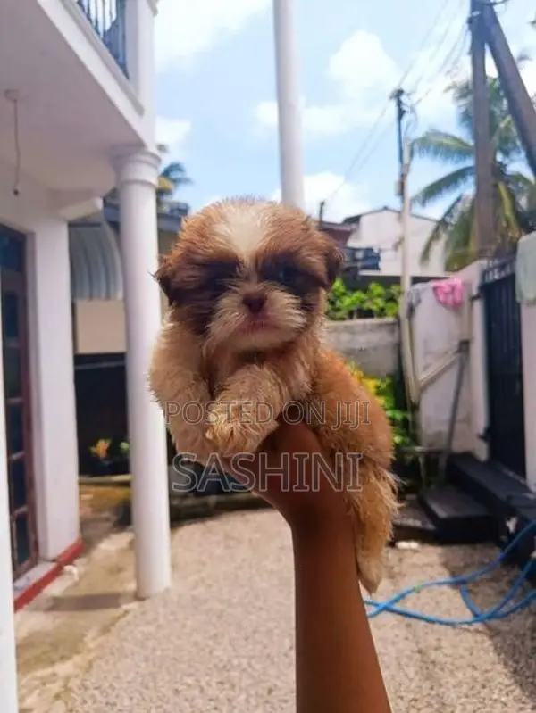 Shizshu Puppy