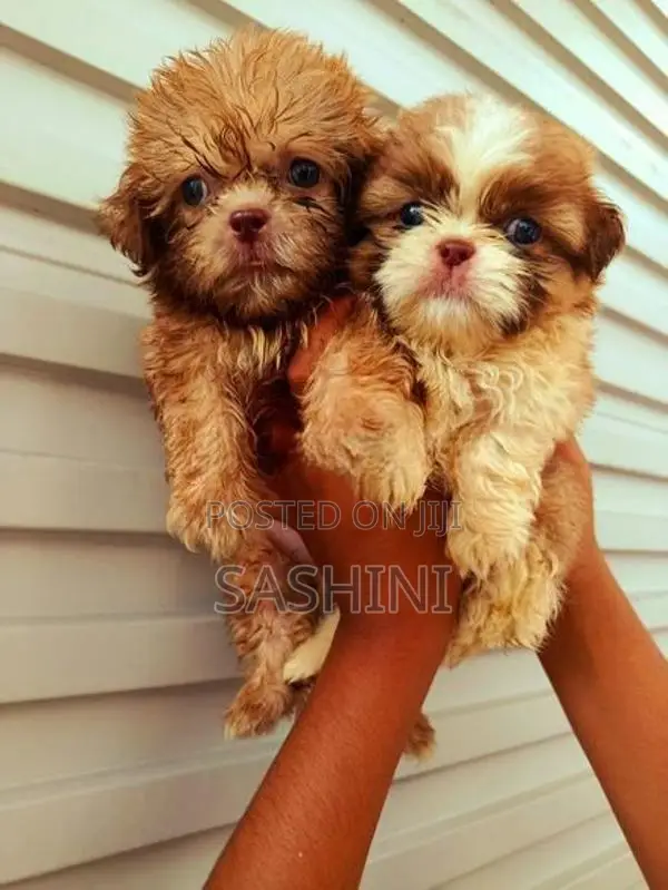 Shizshu Puppy