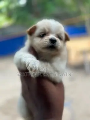 Lion Pomeranian Puppies