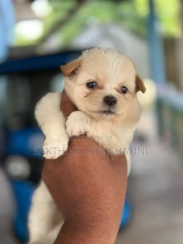 Lion Pomeranian Puppies