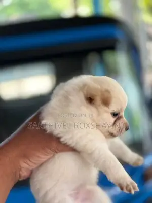 Lion Pomeranian Puppies