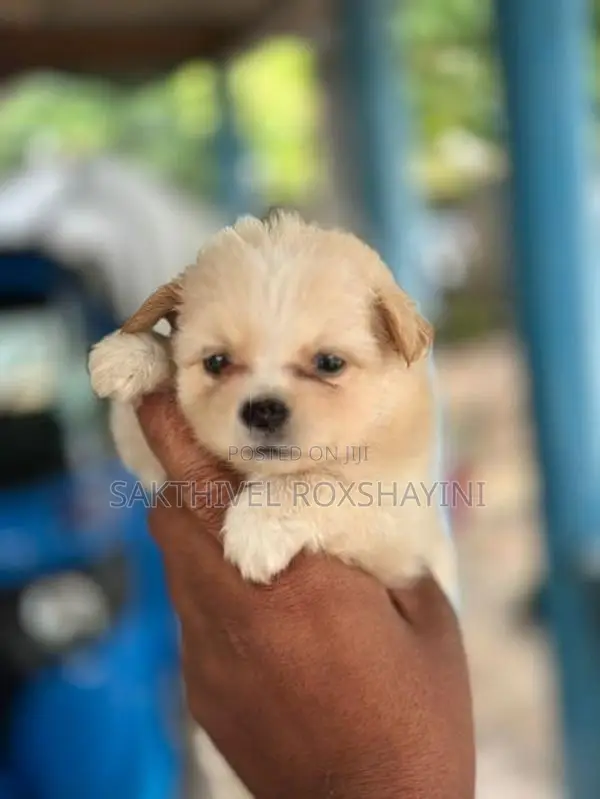 Lion Pomeranian Puppies