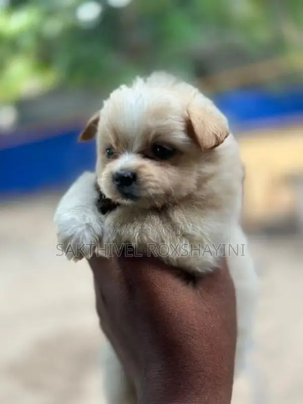 Lion Pomeranian Puppies