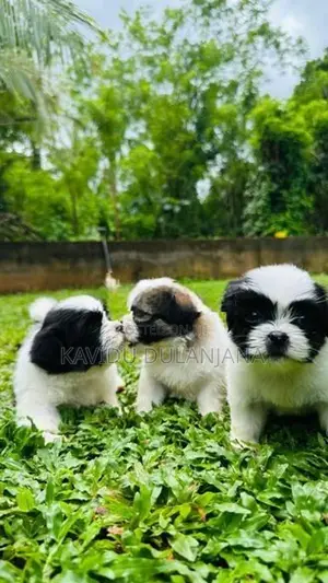 Shih Tzu Puppy
