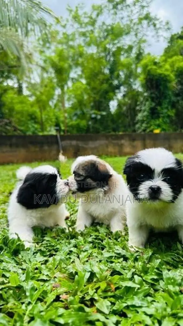 Shih Tzu Puppy