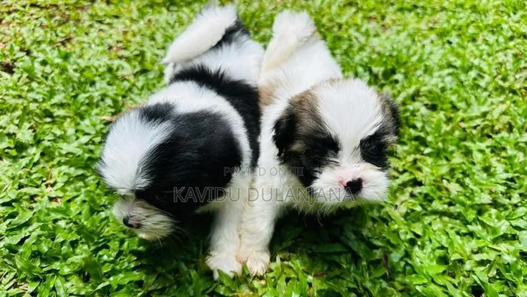 Shih Tzu Puppy