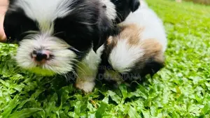 Shih Tzu Puppy