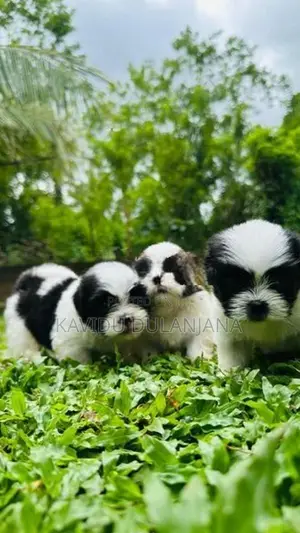Shih Tzu Puppy