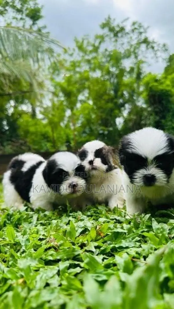 Shih Tzu Puppy