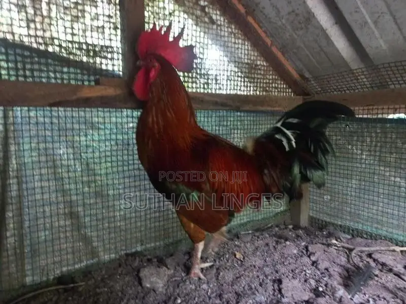 ஊர்ச் சேவல்