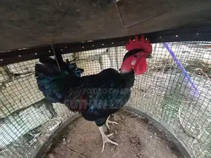 ஊர்ச் சேவல்