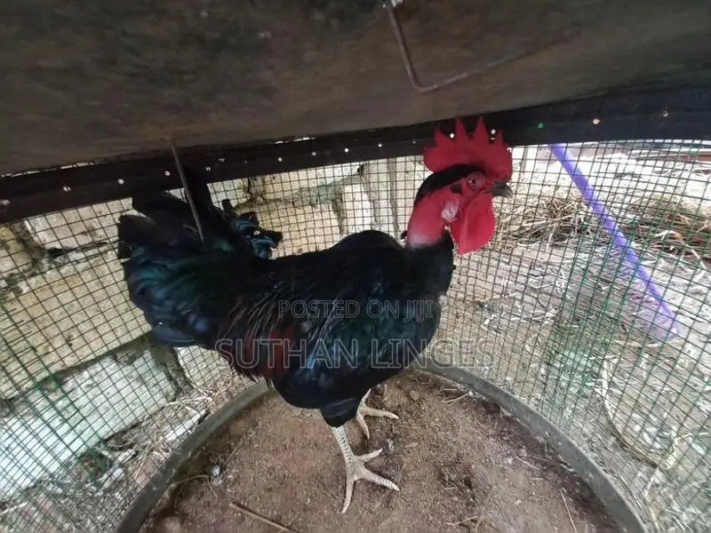 ஊர்ச் சேவல்
