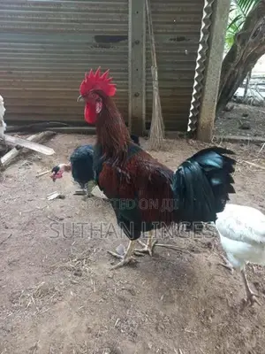 ஊர்ச் சேவல்