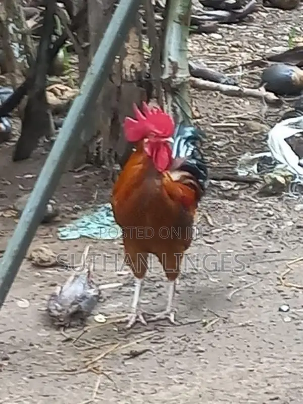 ஊர்ச் சேவல்