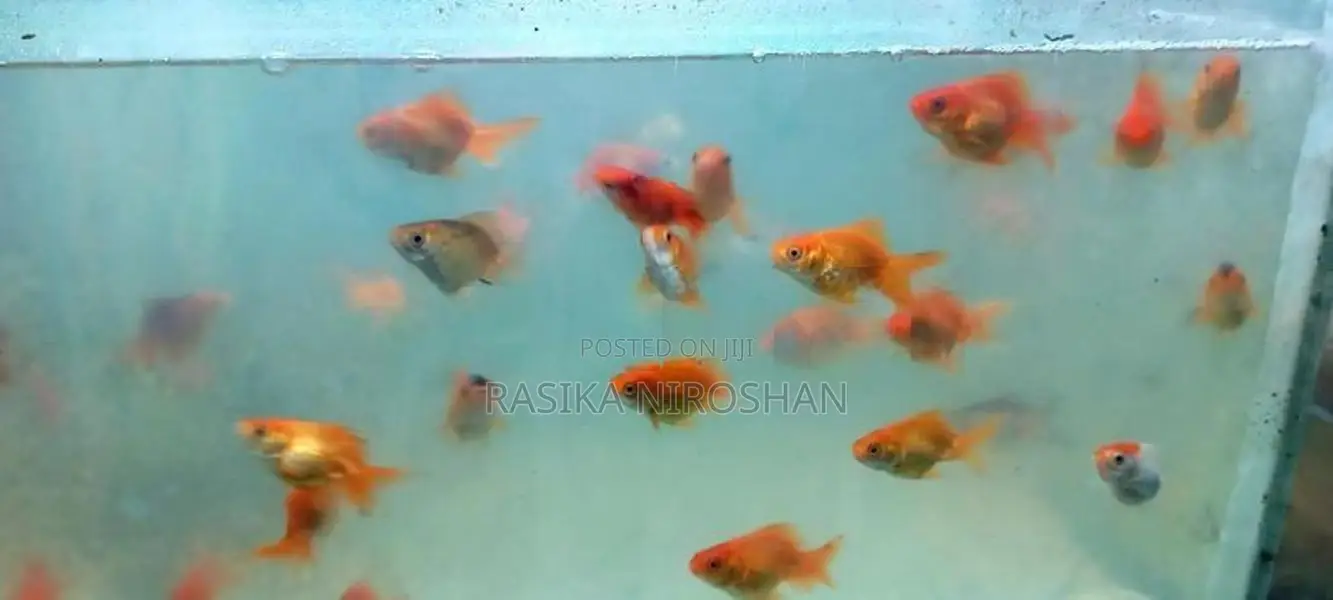 Gold Fish