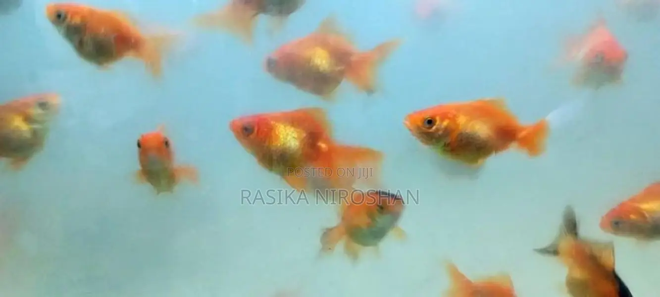 Gold Fish