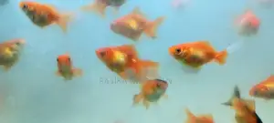 Gold Fish