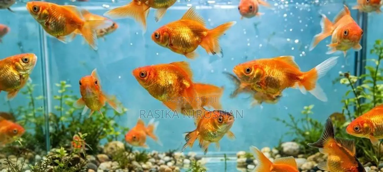 Gold Fish