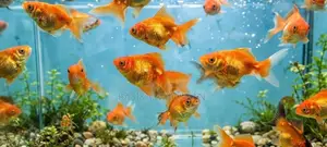 Gold Fish
