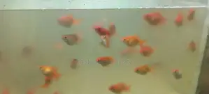 Gold Fish