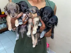 Japanese Spitz Puppies