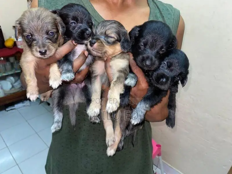 Japanese Spitz Puppies