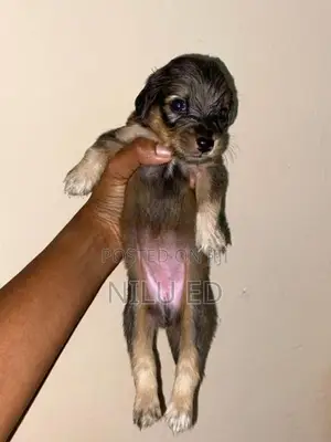 Japanese Spitz Puppies