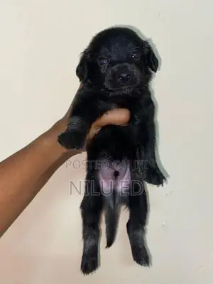 Japanese Spitz Puppies