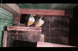 Golden Finch Bird