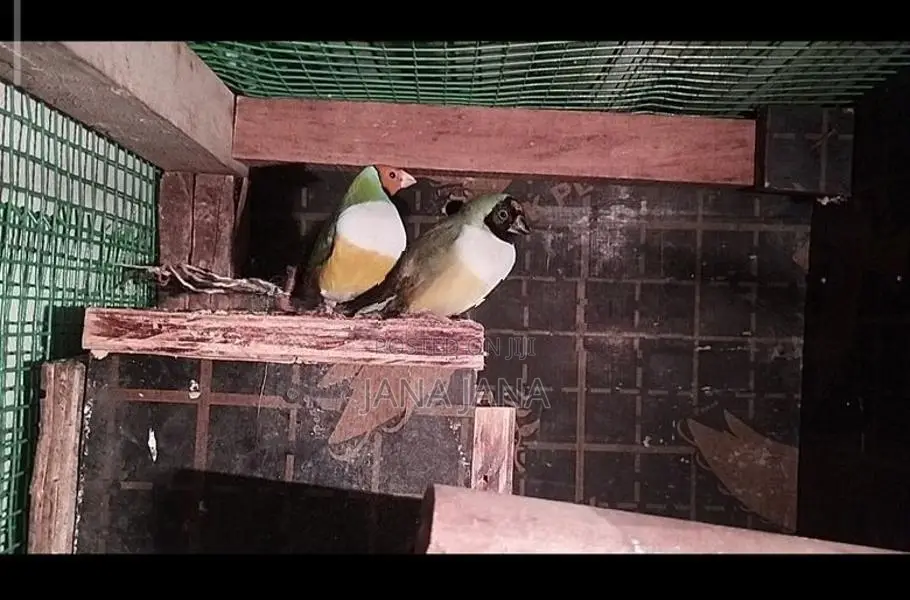 Golden Finch Bird