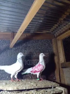 Pigeons