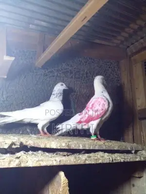 Pigeons