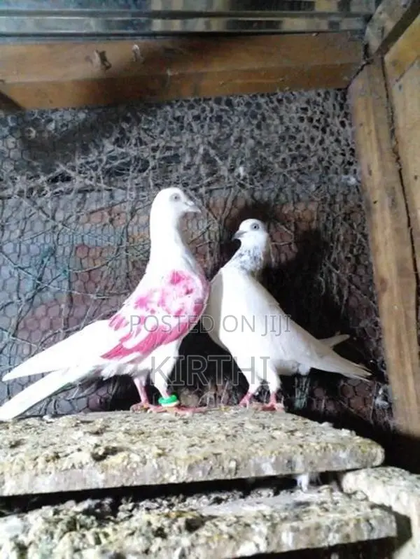 Pigeons