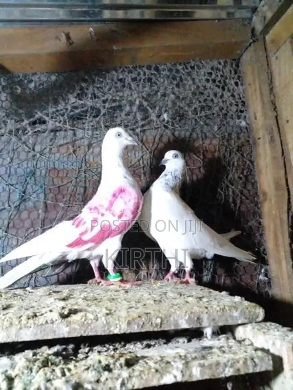 Pigeons