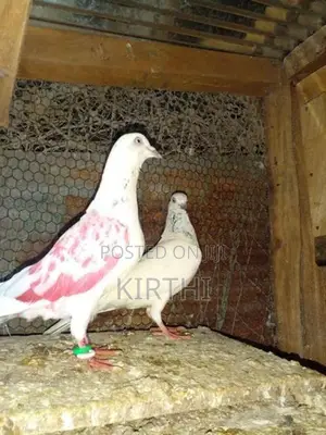 Pigeons