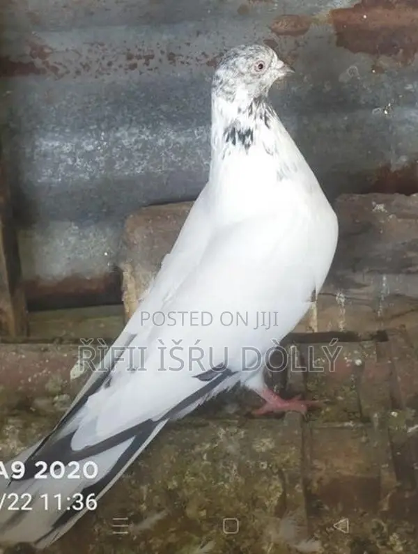 Pakistan Timing Pigeon