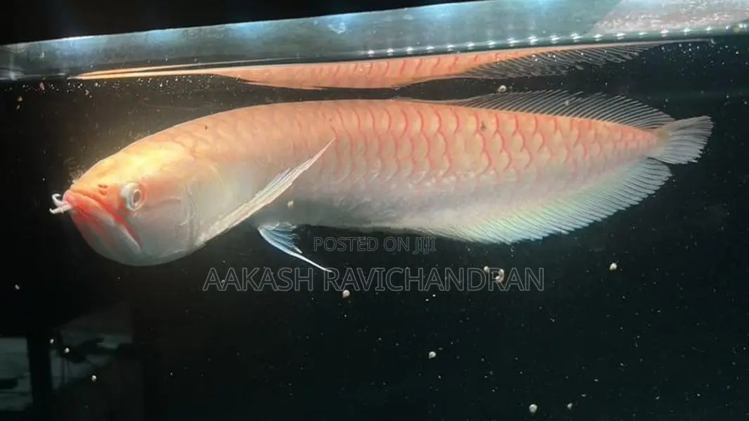 Albino Arowana Fish