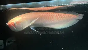 Albino Arowana Fish