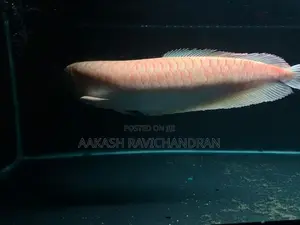 Albino Arowana Fish