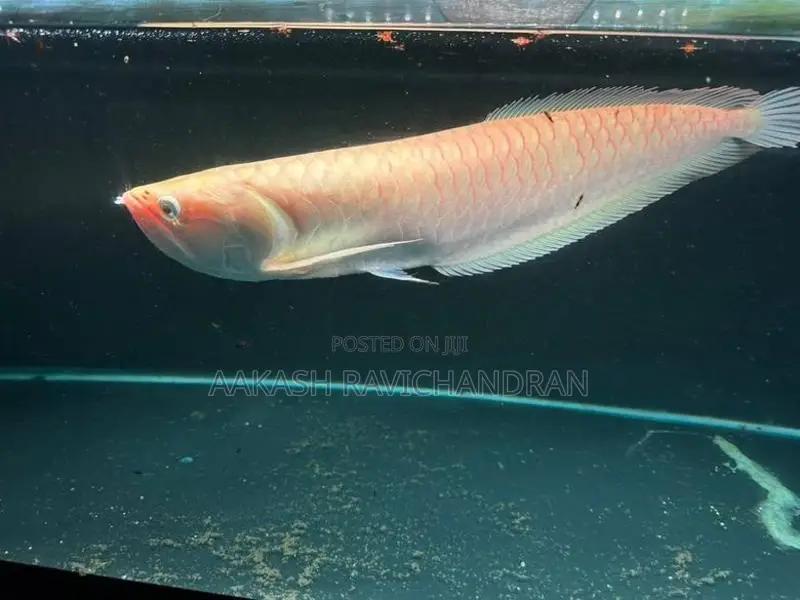 Albino Arowana Fish