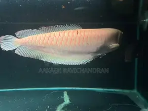 Albino Arowana Fish